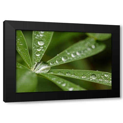 Lupine leaves and raindrops-Olympic National Park-Washington State Black Modern Wood Framed Art Print by Jones, Adam