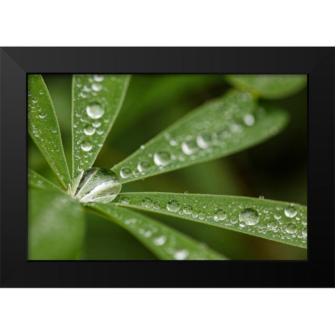 Lupine leaves and raindrops-Olympic National Park-Washington State Black Modern Wood Framed Art Print by Jones, Adam