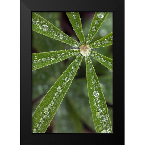 Lupine leaves and raindrops-Olympic National Park-Washington State Black Modern Wood Framed Art Print by Jones, Adam