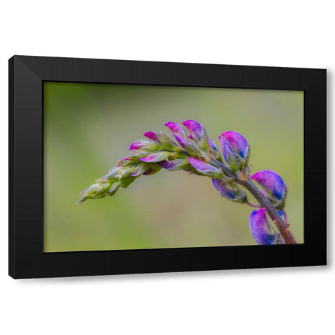Lupine flower opening up-Olympic National Park-Washington State Black Modern Wood Framed Art Print by Jones, Adam