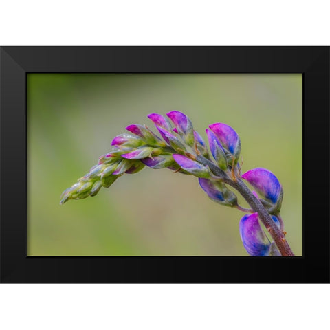 Lupine flower opening up-Olympic National Park-Washington State Black Modern Wood Framed Art Print by Jones, Adam