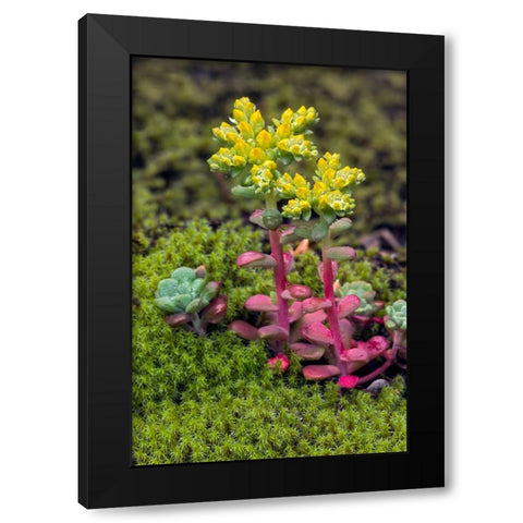 Broadleaf stonecrop-Olympic National Park-Washington State Black Modern Wood Framed Art Print by Jones, Adam