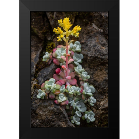 Broadleaf stonecrop-Olympic National Park-Washington State Black Modern Wood Framed Art Print by Jones, Adam