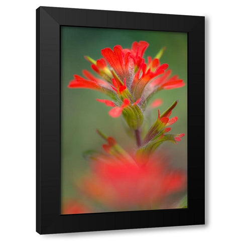 Indian paintbrush-Olympic National Park-Washington State Black Modern Wood Framed Art Print by Jones, Adam