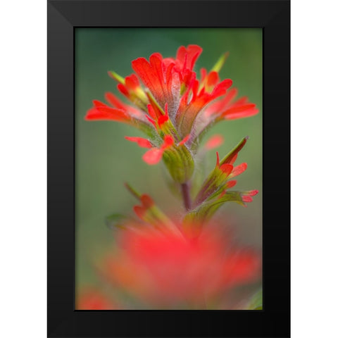 Indian paintbrush-Olympic National Park-Washington State Black Modern Wood Framed Art Print by Jones, Adam