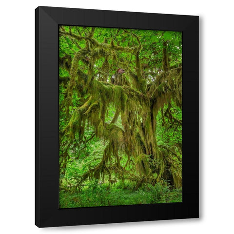 Big Leaf Maple tree draped with Club Moss-Hoh Rainforest-Olympic National Park-Washington State Black Modern Wood Framed Art Print by Jones, Adam