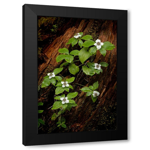 Dogwood bunchberry-Olympic National Park-Washington State Black Modern Wood Framed Art Print by Jones, Adam