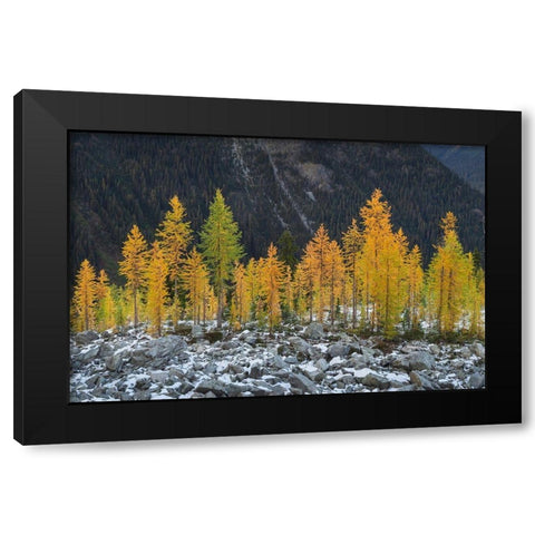 Alpine Larches (Larix lyallii) in autumn color North Cascades-Washington State Black Modern Wood Framed Art Print by Majchrowicz, Alan