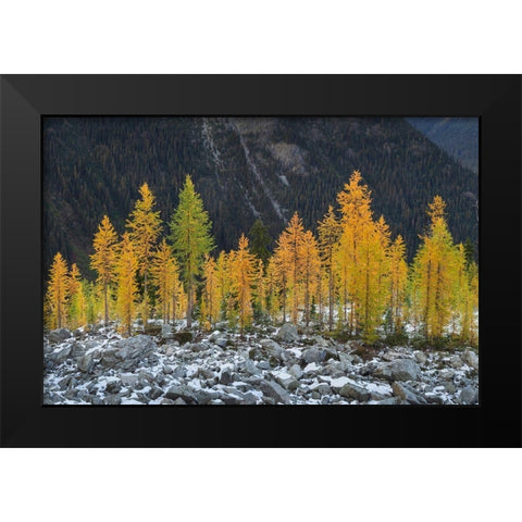 Alpine Larches (Larix lyallii) in autumn color North Cascades-Washington State Black Modern Wood Framed Art Print by Majchrowicz, Alan