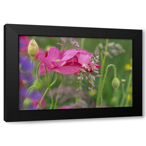Washington, Bellingham, Shirley poppies Black Modern Wood Framed Art Print with Double Matting by Satushek, Steve