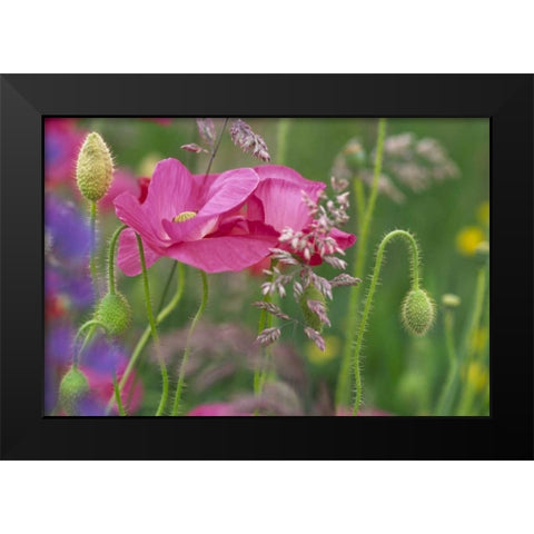Washington, Bellingham, Shirley poppies Black Modern Wood Framed Art Print by Satushek, Steve