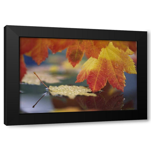 WA, Bellingham, Autumn vine maple leaves Black Modern Wood Framed Art Print by Satushek, Steve