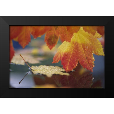 WA, Bellingham, Autumn vine maple leaves Black Modern Wood Framed Art Print by Satushek, Steve