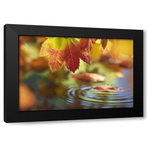 WA, Bellingham, Fall vine maple leaves over pool Black Modern Wood Framed Art Print with Double Matting by Satushek, Steve