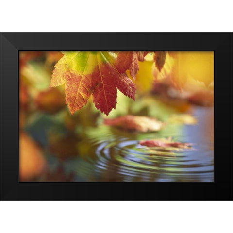 WA, Bellingham, Fall vine maple leaves over pool Black Modern Wood Framed Art Print by Satushek, Steve