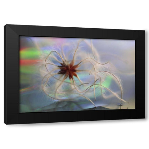 WA, Bellingham, Virgins bower seedhead Black Modern Wood Framed Art Print by Satushek, Steve