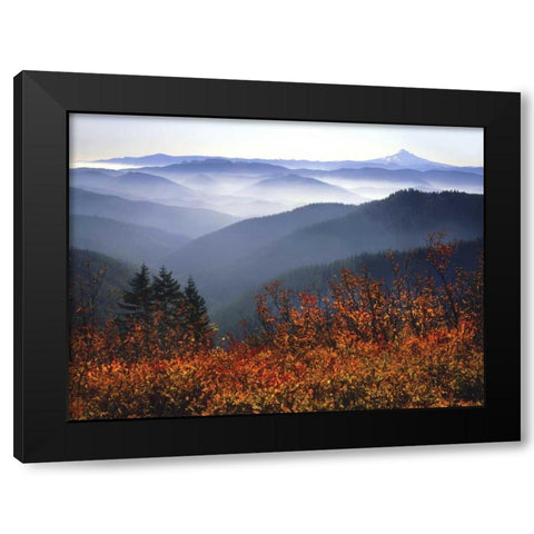 WA, Columbia Gorge, Mount Hood with huckleberry Black Modern Wood Framed Art Print by Terrill, Steve