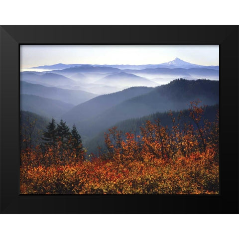 WA, Columbia Gorge, Mount Hood with huckleberry Black Modern Wood Framed Art Print by Terrill, Steve