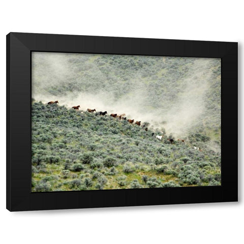 WA, Malaga, Running horses stirring dust Black Modern Wood Framed Art Print by Kirkland, Dennis