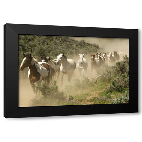 WA, Malaga, Running horses kicking up dust Black Modern Wood Framed Art Print by Kirkland, Dennis