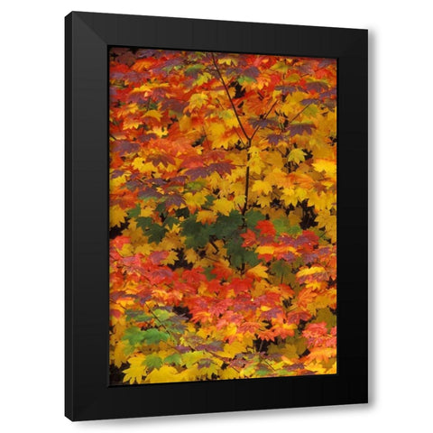 WA, Mt Baker/Snoqualmie NF, Vine maple in fall Black Modern Wood Framed Art Print by Kirkland, Dennis