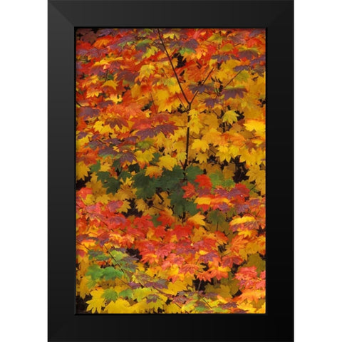 WA, Mt Baker/Snoqualmie NF, Vine maple in fall Black Modern Wood Framed Art Print by Kirkland, Dennis