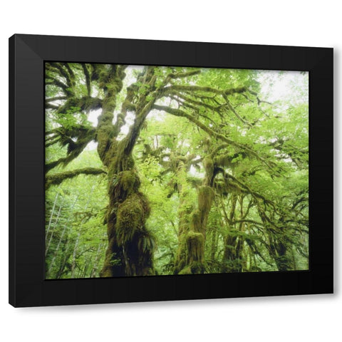 WA, Olympic NP Moss growing from trees Black Modern Wood Framed Art Print by Talbot Frank, Christopher