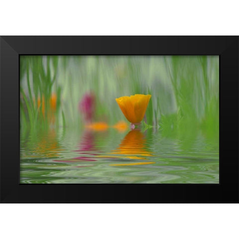 WA, Abstract of California poppy in water Black Modern Wood Framed Art Print by Satushek, Steve