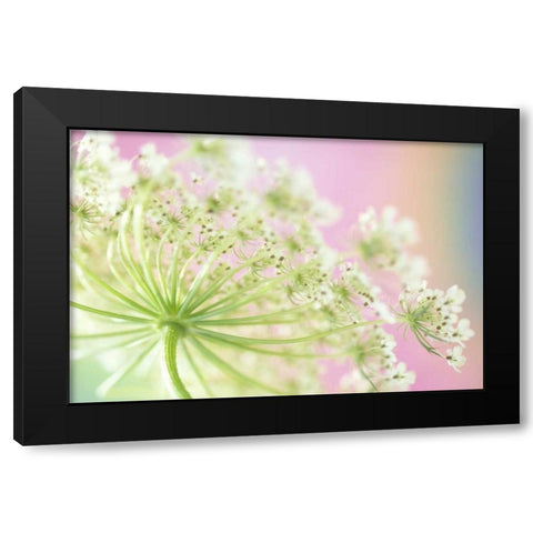 Washington, Cow parsnip flower Black Modern Wood Framed Art Print by Satushek, Steve