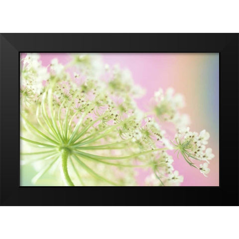 Washington, Cow parsnip flower Black Modern Wood Framed Art Print by Satushek, Steve