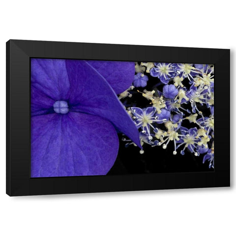 USA, Washington, Seattle Close-up of hydrangea Black Modern Wood Framed Art Print by Ross, Nancy ,  Steve