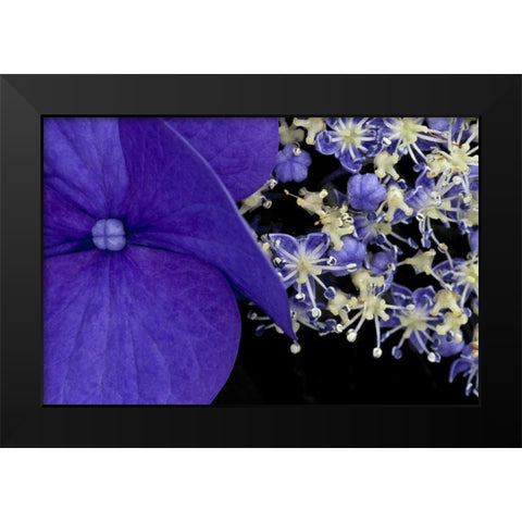 USA, Washington, Seattle Close-up of hydrangea Black Modern Wood Framed Art Print by Ross, Nancy ,  Steve