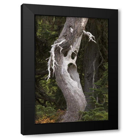 Washington, Mount Rainier NP Spooky ghost tree Black Modern Wood Framed Art Print by Paulson, Don