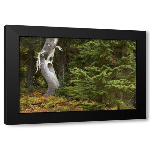 WA, Mount Rainier NP Spooky ghost tree in forest Black Modern Wood Framed Art Print with Double Matting by Paulson, Don