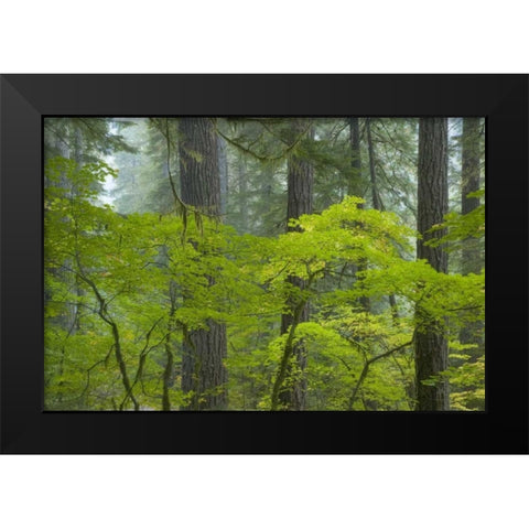 Washington, Mount Rainier NP Ohanapecosh Park Black Modern Wood Framed Art Print by Paulson, Don