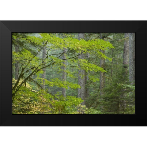 Washington, Mount Rainier NP Ohanapecosh Park Black Modern Wood Framed Art Print by Paulson, Don
