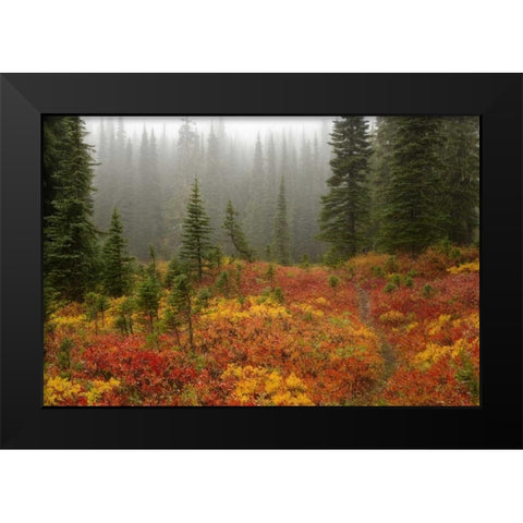 WA, Mount Rainier NP Path through autumn meadow Black Modern Wood Framed Art Print by Paulson, Don