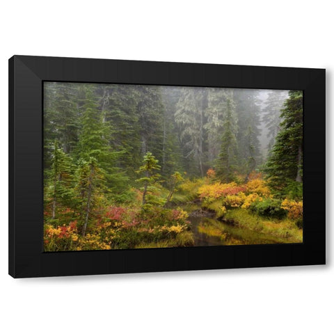 WA, Mount Rainier NP Vegetation over a brook Black Modern Wood Framed Art Print with Double Matting by Paulson, Don