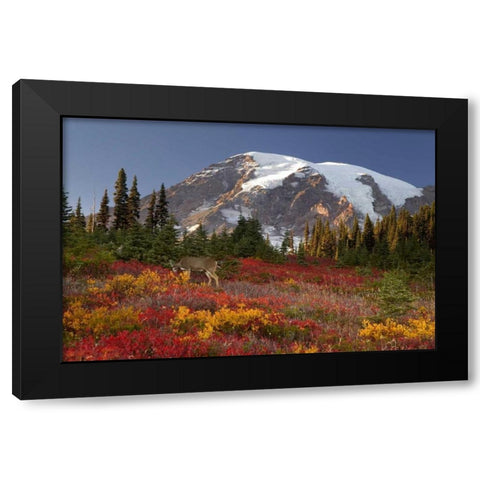 WA, Mount Rainier NP, Deer grazing in meadow Black Modern Wood Framed Art Print with Double Matting by Paulson, Don