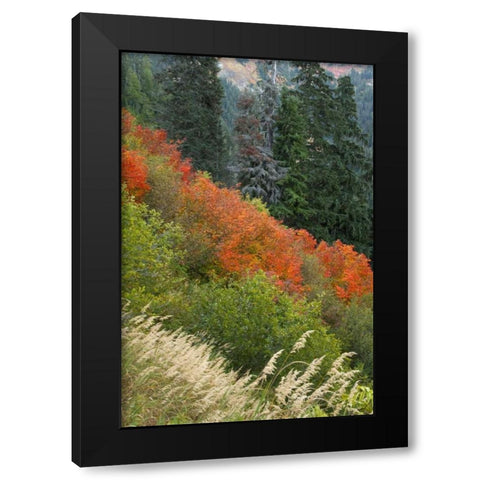 WA, Mount Baker Wilderness Tomyhoi Lake Trail Black Modern Wood Framed Art Print with Double Matting by Paulson, Don