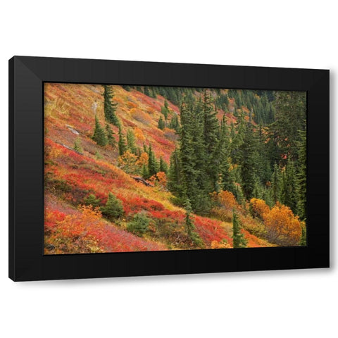 WA, Mount Baker Wilderness Tomyhoi Lake Trail Black Modern Wood Framed Art Print with Double Matting by Paulson, Don