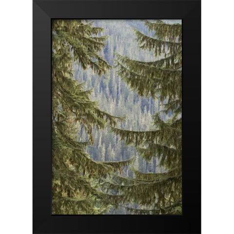 WA, Mountain hemlock trees frame a distant forest Black Modern Wood Framed Art Print by Paulson, Don