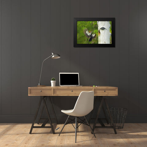 WA, YakimaPleated woodpecker at nest with chicks Black Modern Wood Framed Art Print by Welling, Dave