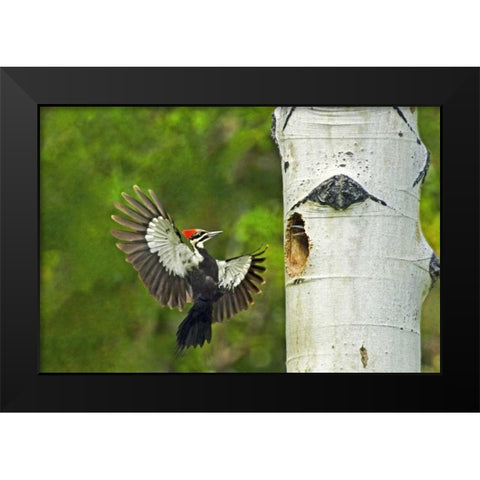WA, YakimaPleated woodpecker at nest with chicks Black Modern Wood Framed Art Print by Welling, Dave