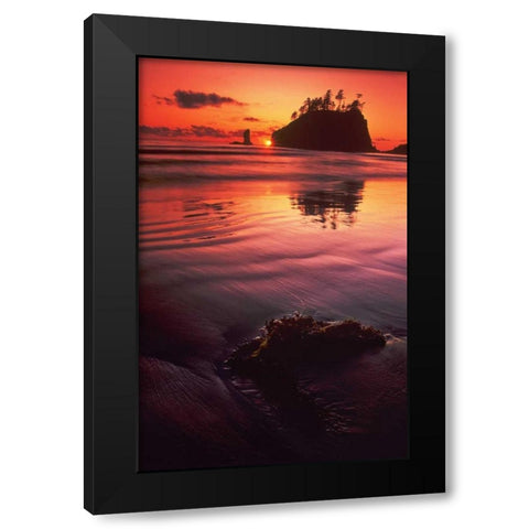 WA, Olympic NP Sunset over sea stacks Black Modern Wood Framed Art Print with Double Matting by Welling, Dave