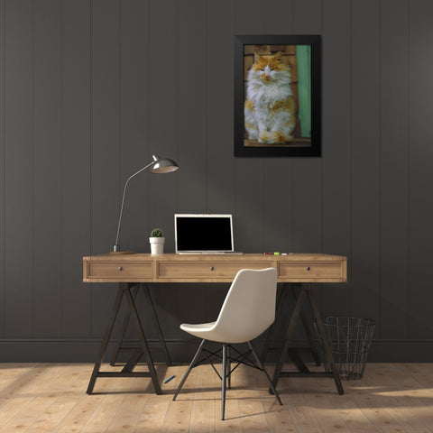 Washington, Bellingham Orange cat on ledge Black Modern Wood Framed Art Print by Satushek, Steve