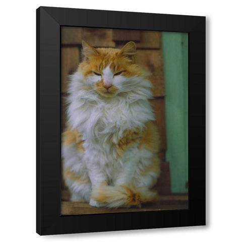 Washington, Bellingham Orange cat on ledge Black Modern Wood Framed Art Print by Satushek, Steve