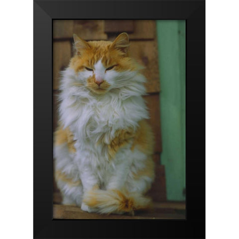 Washington, Bellingham Orange cat on ledge Black Modern Wood Framed Art Print by Satushek, Steve