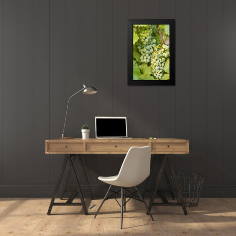 WA, Quincy Detail of Semillon grapes in vineyard Black Modern Wood Framed Art Print by Ross, Nancy ,  Steve