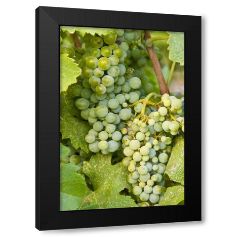 WA, Quincy Detail of Semillon grapes in vineyard Black Modern Wood Framed Art Print with Double Matting by Ross, Nancy ,  Steve